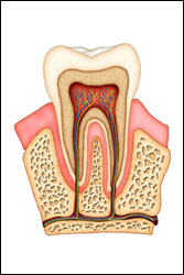 Root Canal Therapy - Dentist in Marion, AR